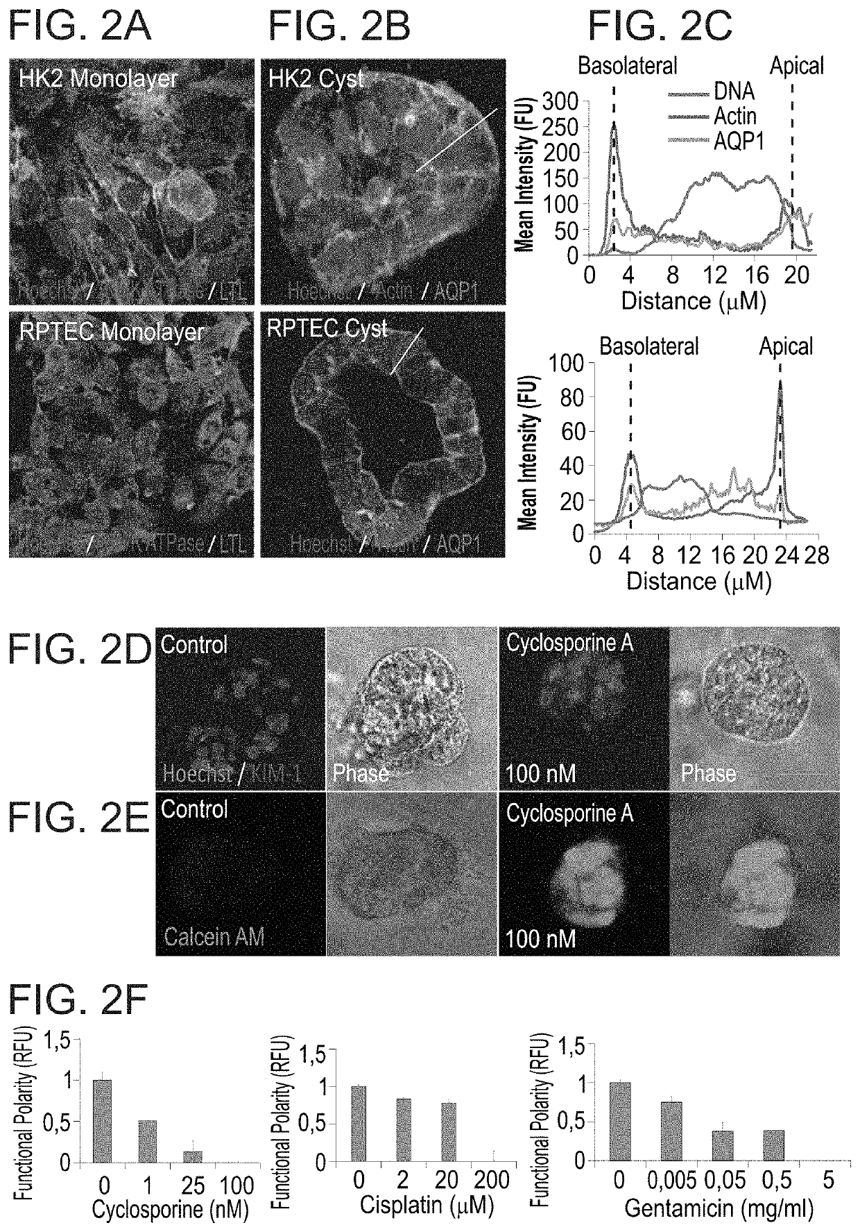 Method for reducing drug-induced nephrotoxicity