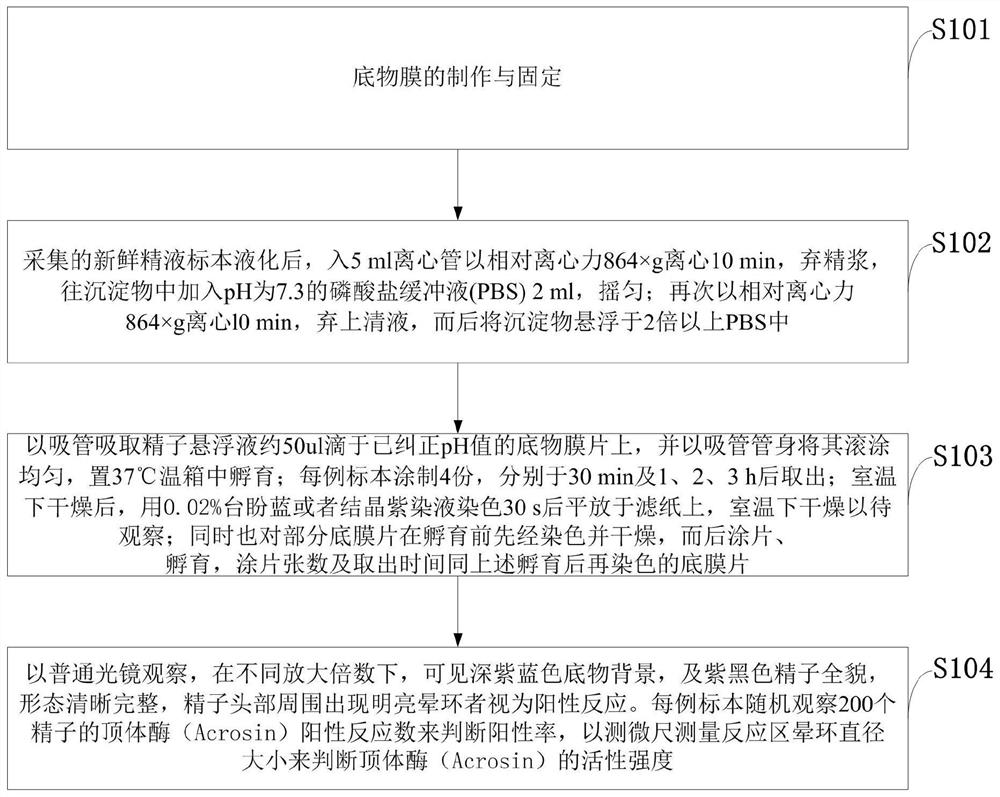 A kind of human sperm acrosome enzyme kit