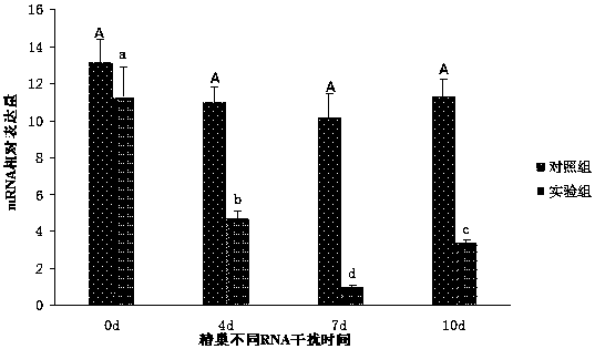 A kind of freshwater shrimp foxl2 protein and its coding gene and application