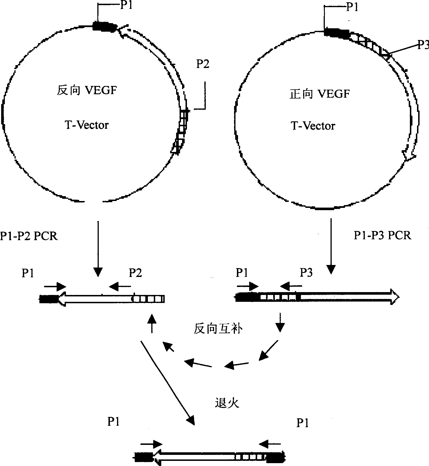 Mutation carrier and application