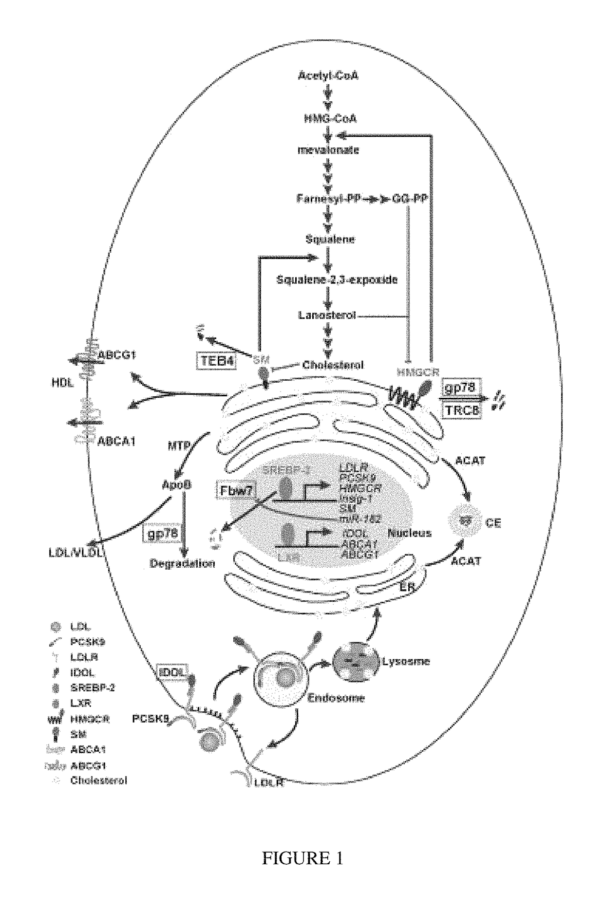 Targeting emopamil binding protein (EBP) with small molecules that induce an abnormal feedback response by lowering endogenous cholesterol biosynthesis