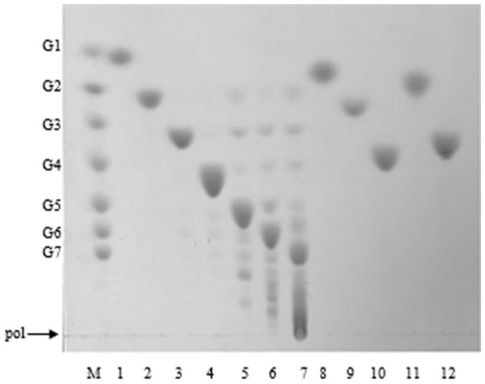 4,6-alpha-glucosyltransferase and application thereof in improving quality of steamed buns