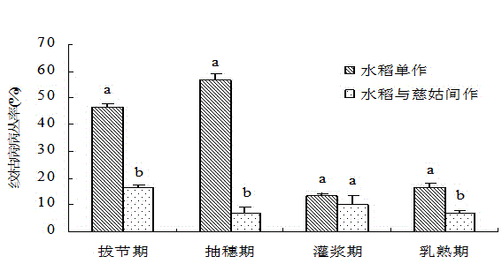 Method for controlling rice blast and sheath blight by intercropping sagittaria sagittifolia in rice field