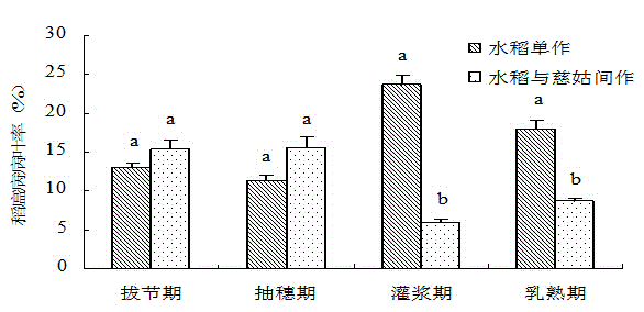 Method for controlling rice blast and sheath blight by intercropping sagittaria sagittifolia in rice field