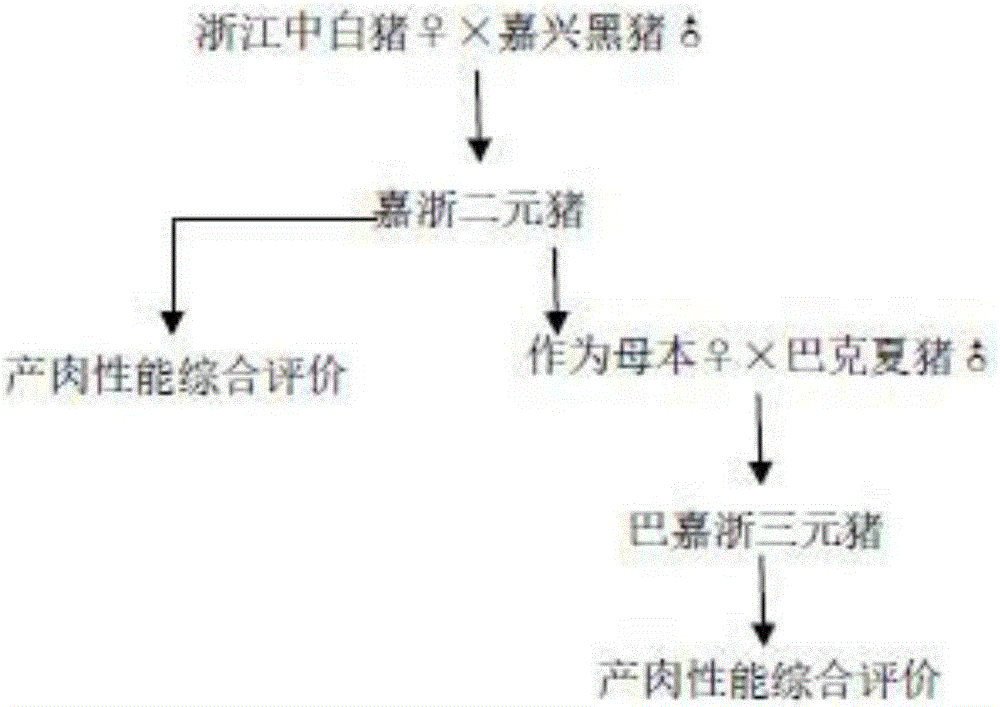 Hybrid breeding method of quality pig