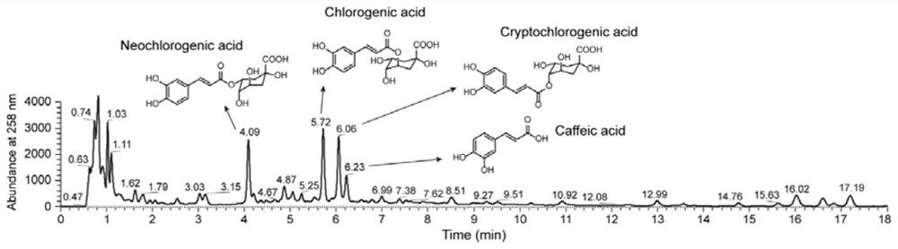 Gynura procumbens vinegar and preparation method thereof