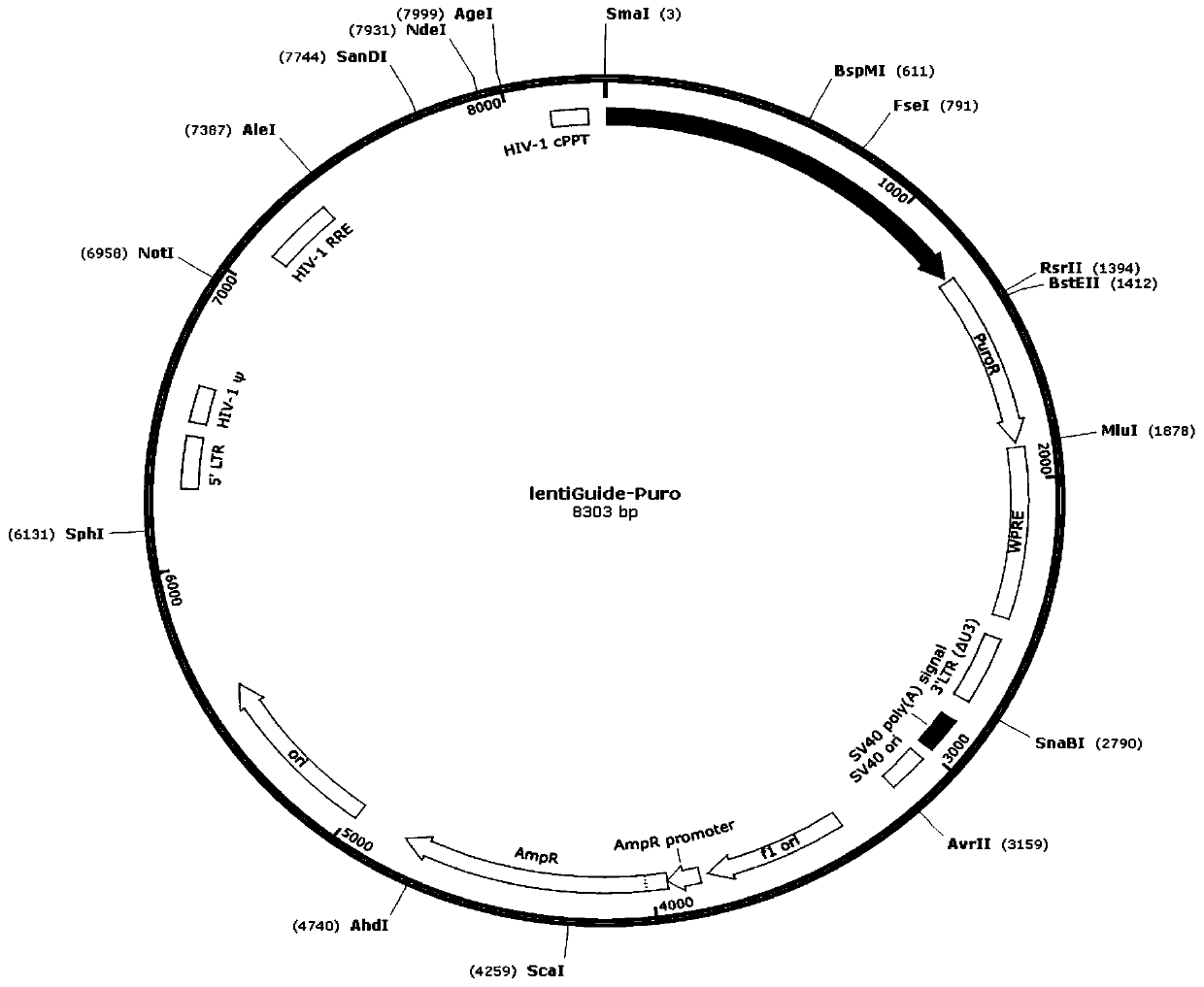 Specific chimeric antigen receptor T cells targeting CD19 and preparation and clinical application thereof