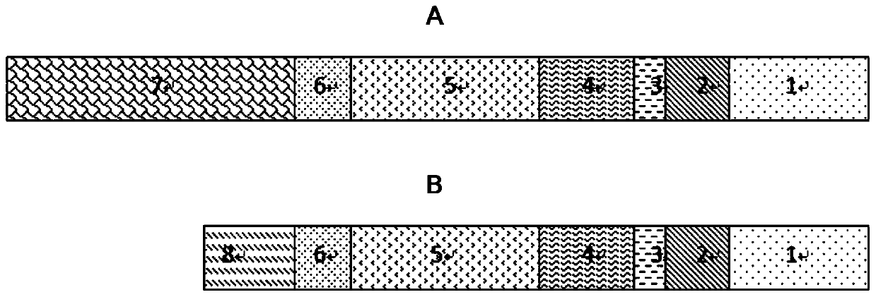 Specific chimeric antigen receptor T cells targeting CD19 and preparation and clinical application thereof