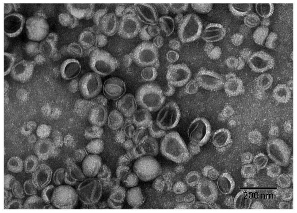 Polypeptide co-modified naringin nanoliposomes for promoting proliferation and osteogenic differentiation of dental pulp stem cells, preparation method and application thereof