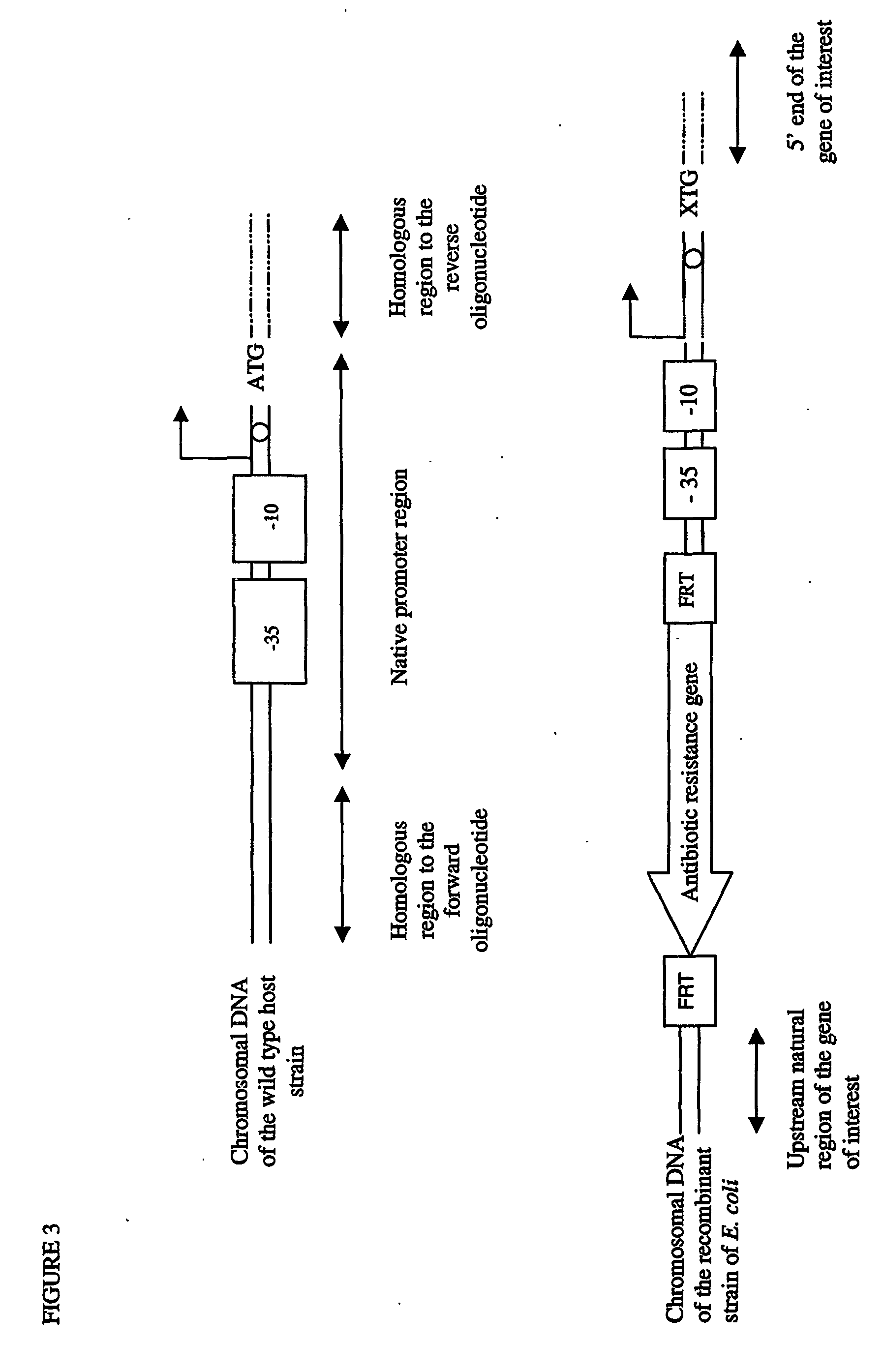 Method of creating a library of bacterial clones with varying levels of gene expression