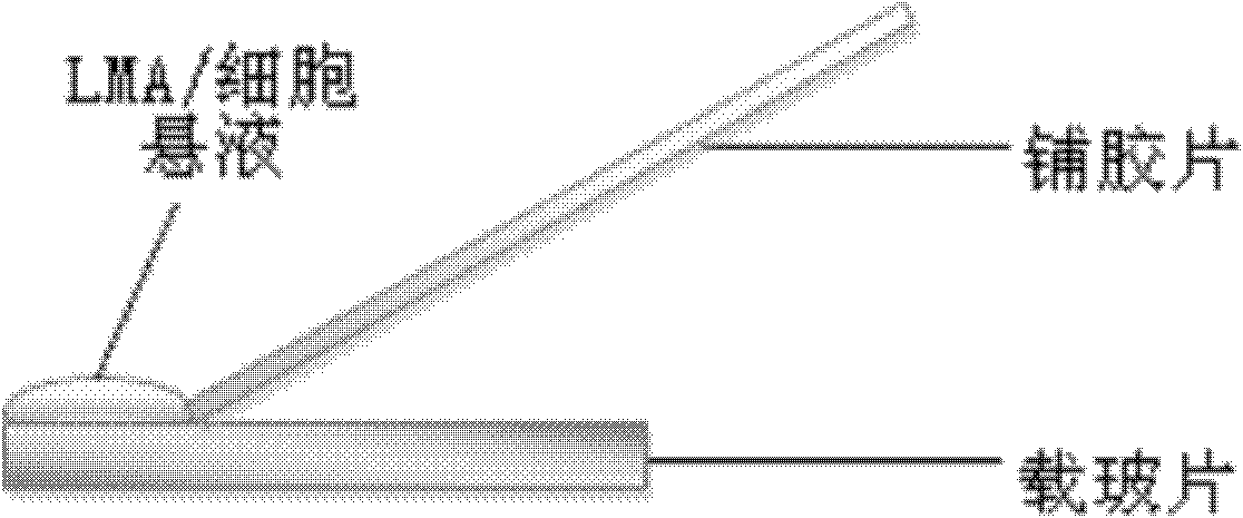 Gel paving method by using single cell gel electrophoresis