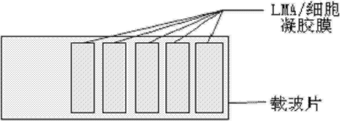 Gel paving method by using single cell gel electrophoresis