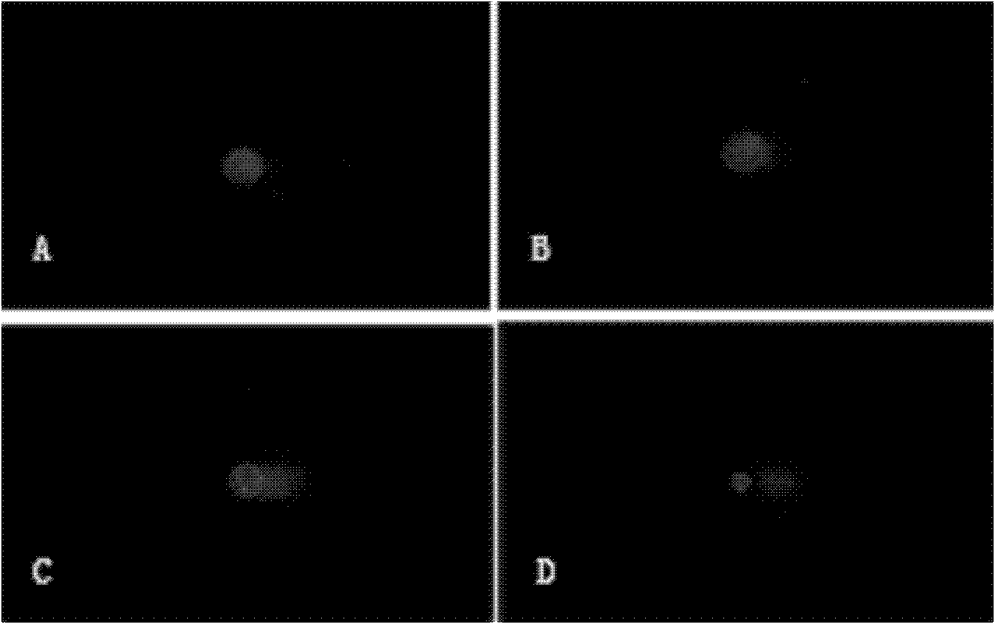 Gel paving method by using single cell gel electrophoresis