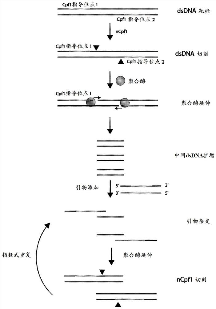 Crispr double nickase based amplification compositions, systems, and methods