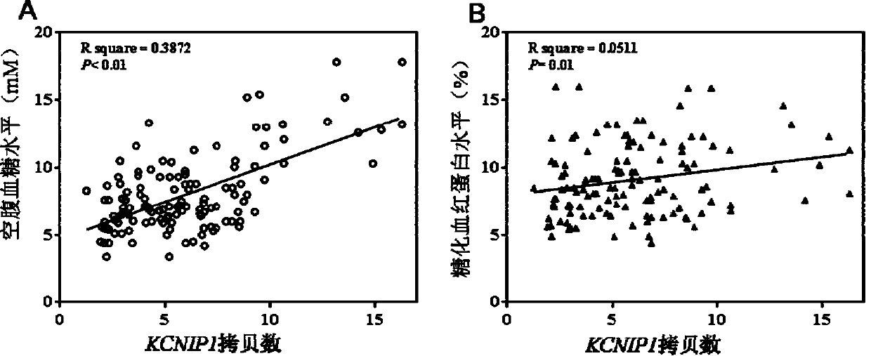 Method for detecting type II diabetes related gene KCNIP1 copy number variation, and application thereof