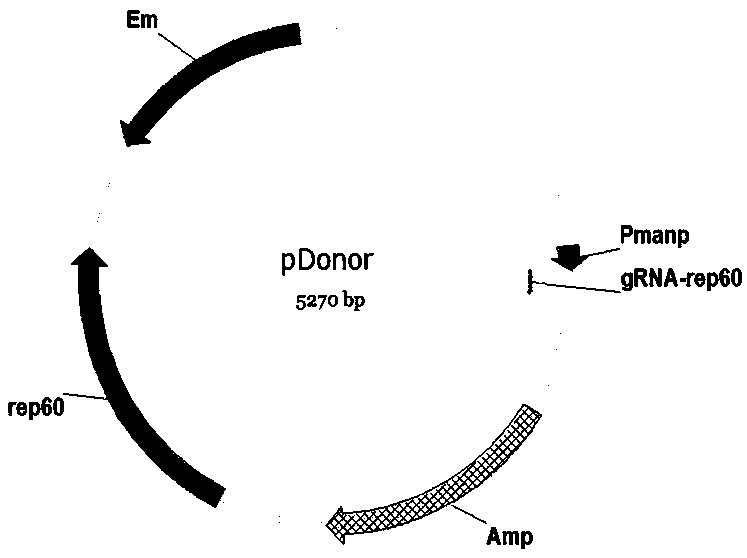 Bacillussubtilis CRISPR-Cas9 genome editing system