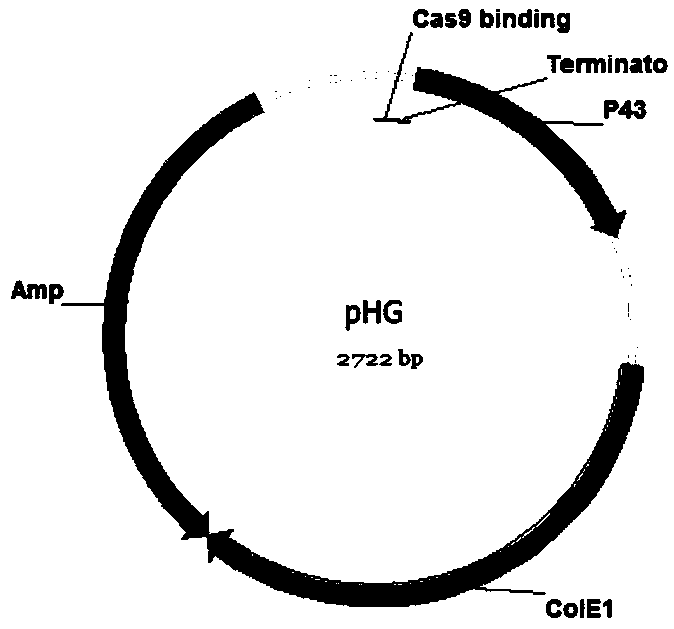 Bacillussubtilis CRISPR-Cas9 genome editing system