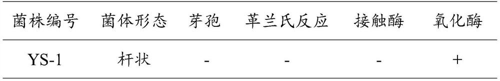 Mesorhizobium kowhaii and culture method thereof, astragalus membranaceus rhizobium agent and method and application of astragalus membranaceus rhizobium agent