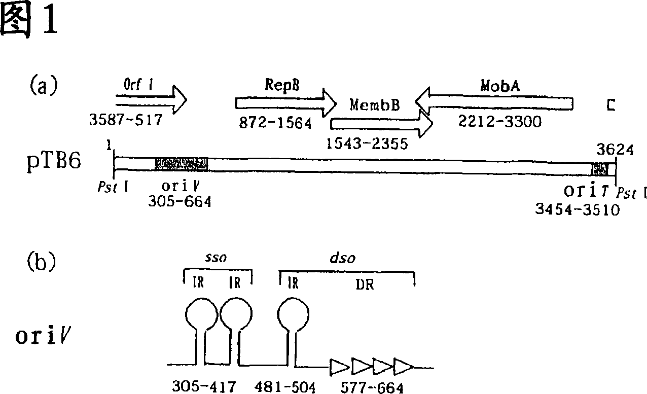 Novel shuttle vector