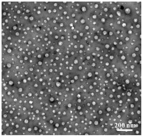 Active protein nanoparticle prepared by restrictive enzymatic hydrolysis and preparation method and application thereof