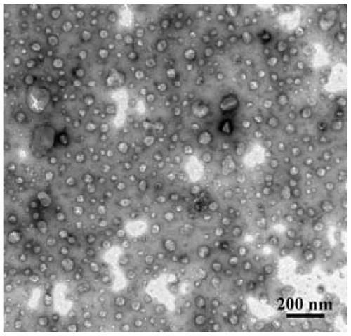 Active protein nanoparticle prepared by restrictive enzymatic hydrolysis and preparation method and application thereof