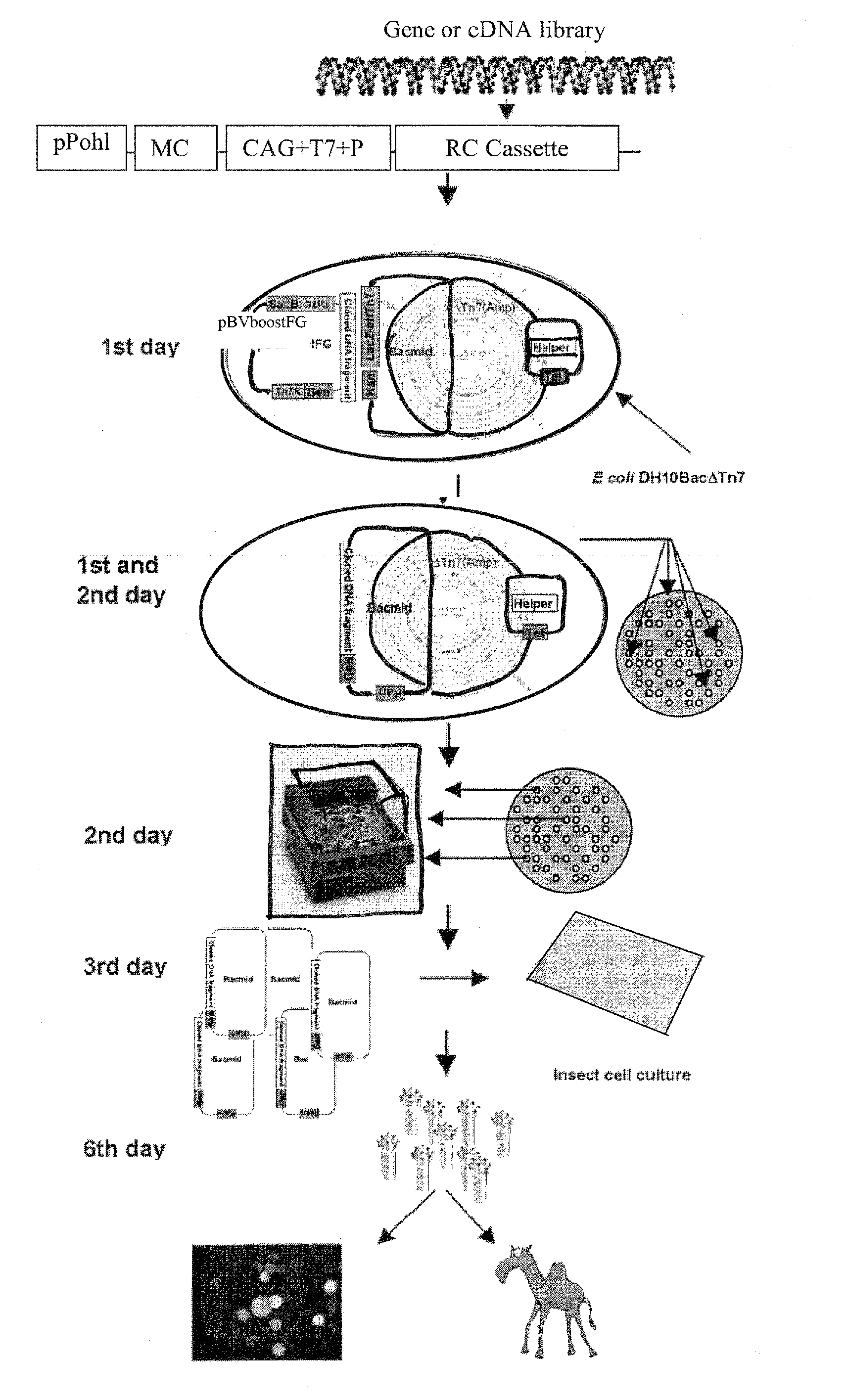 Engineered Baculoviruses and Their Use