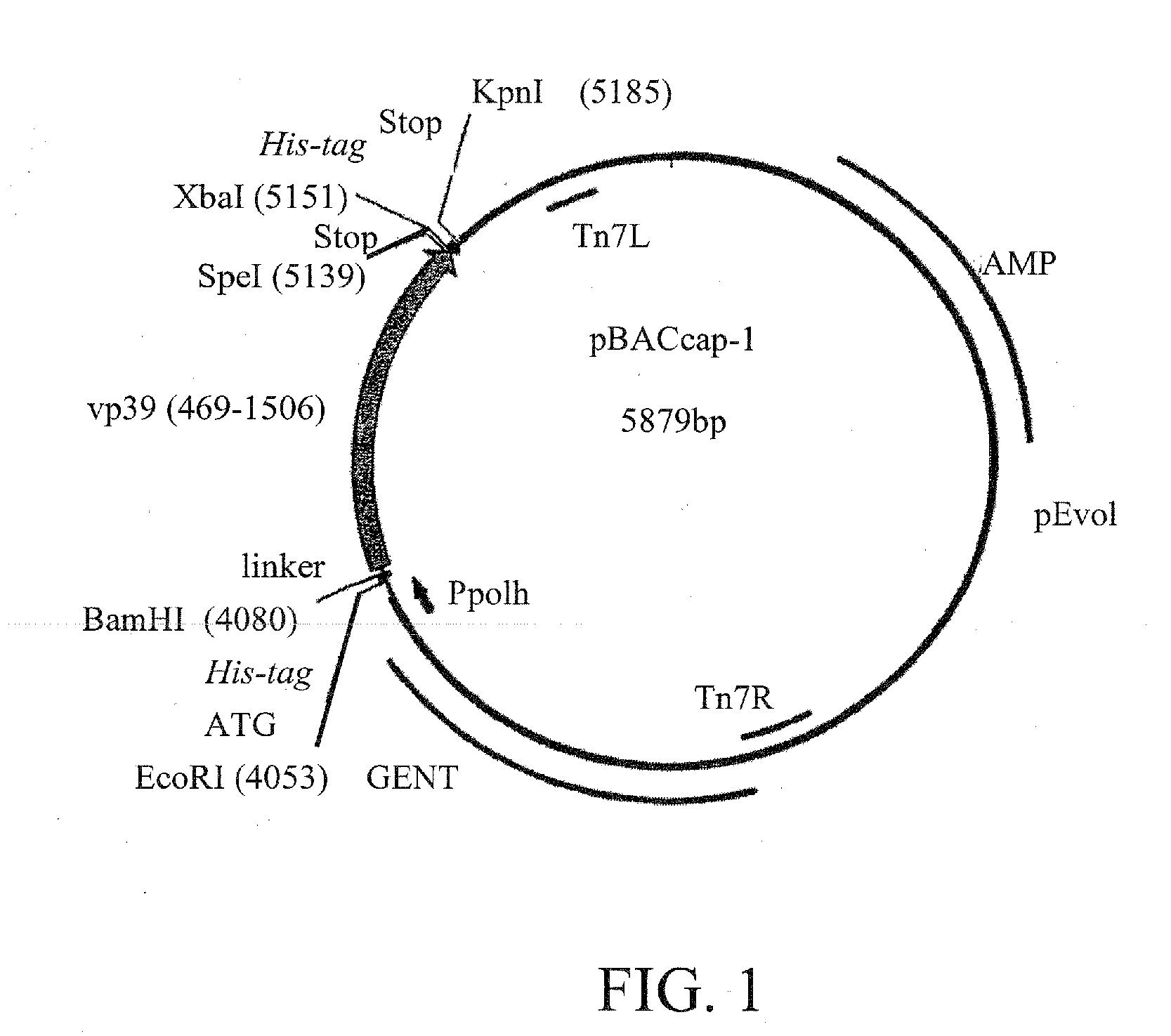 Engineered Baculoviruses and Their Use