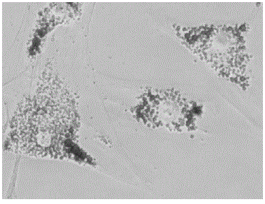 Cryopreservation protection liquid for Wharton jelly tissues of human umbilical cord and preparation and application of cryopreservation protection liquid