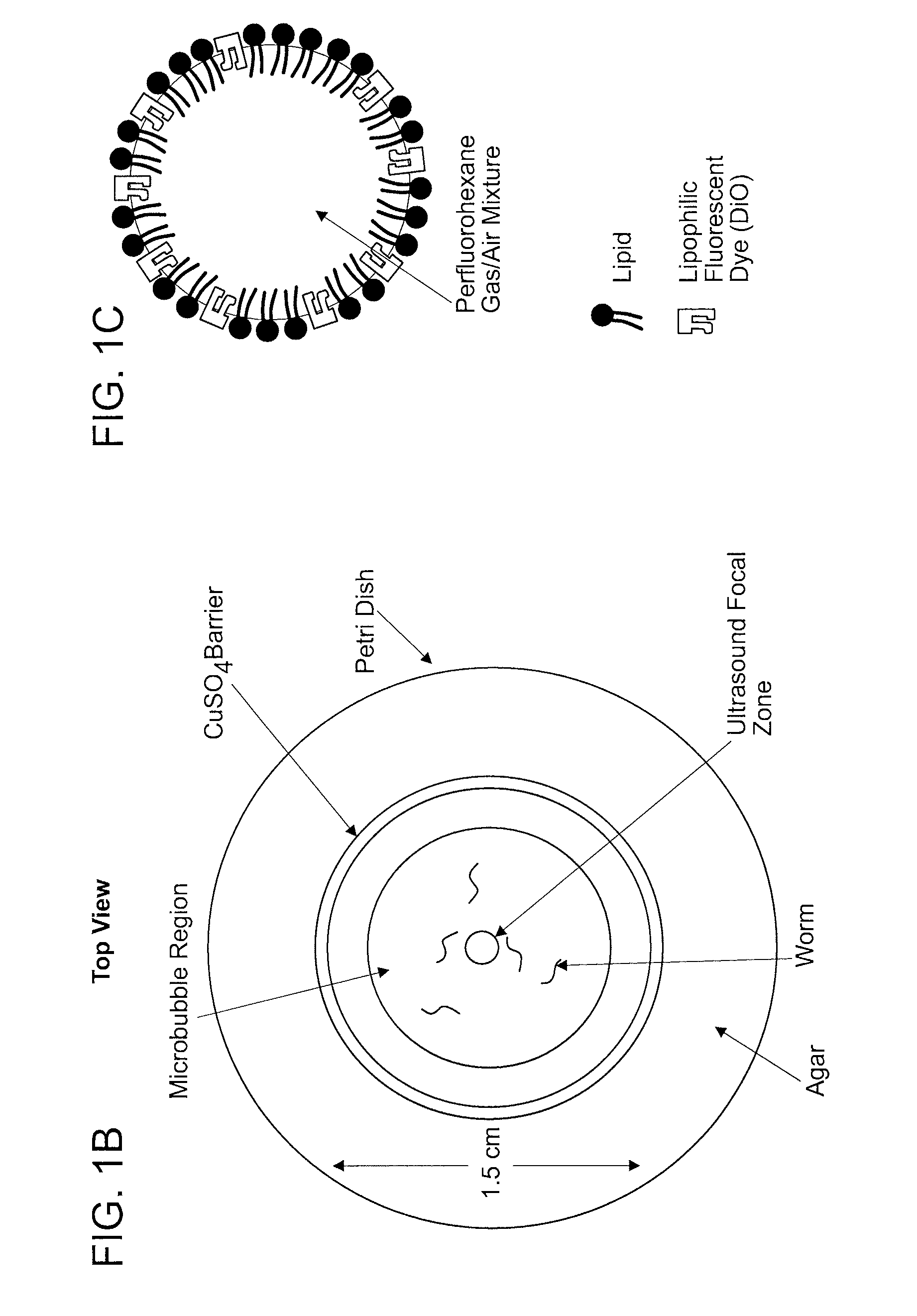 Sonogenic Stimulation of Cells