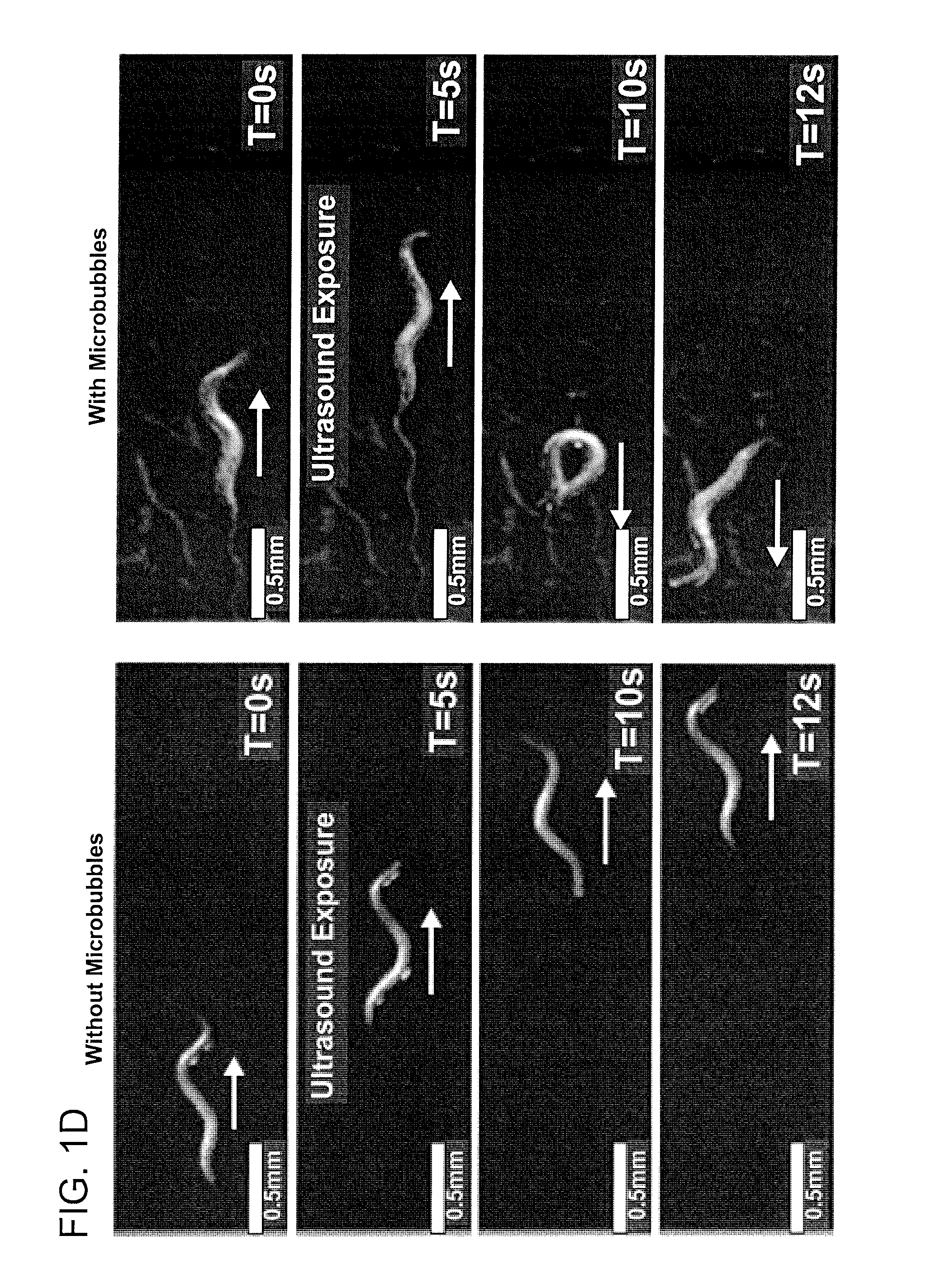 Sonogenic Stimulation of Cells