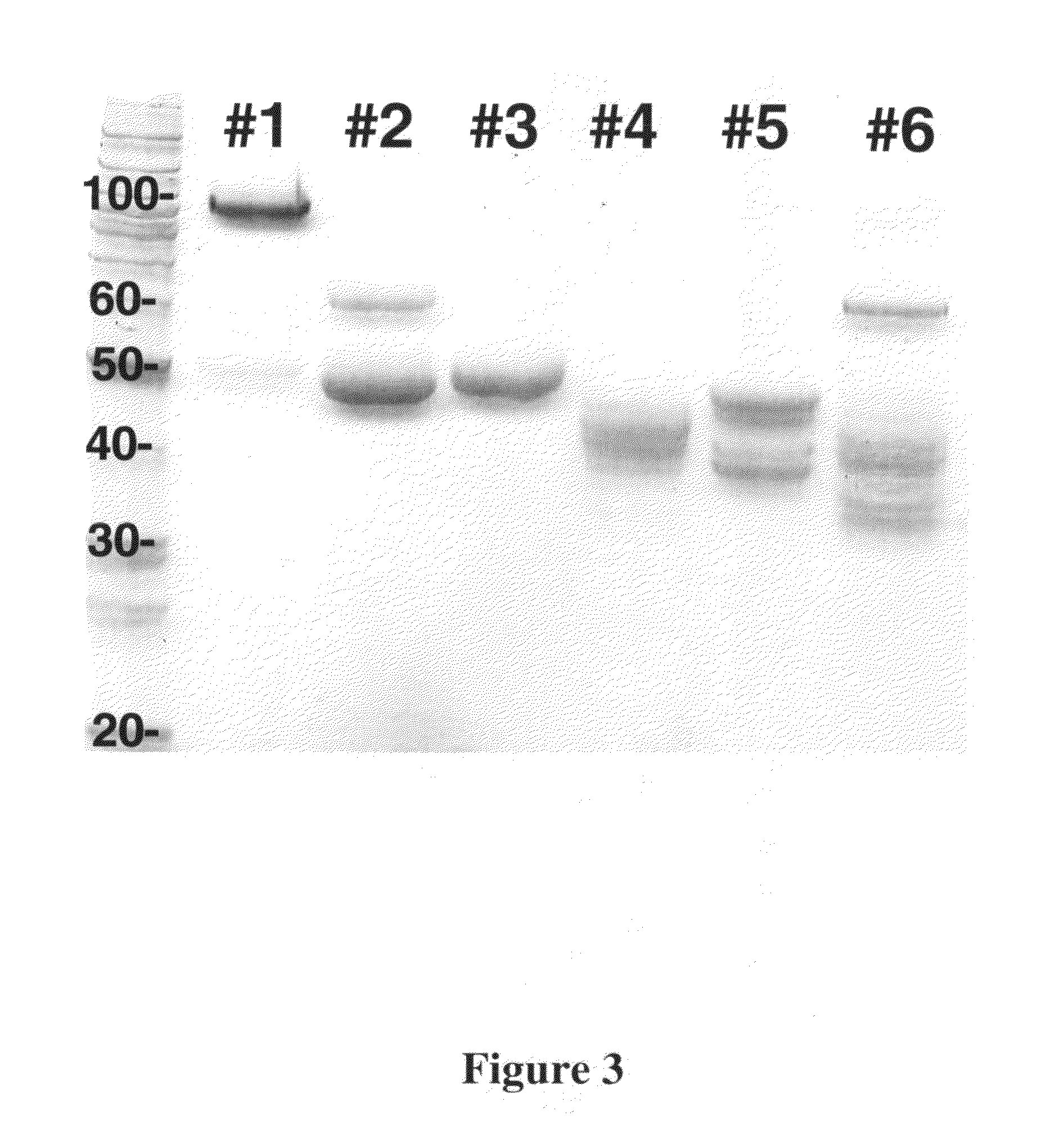 Barley with low levels of hordeins