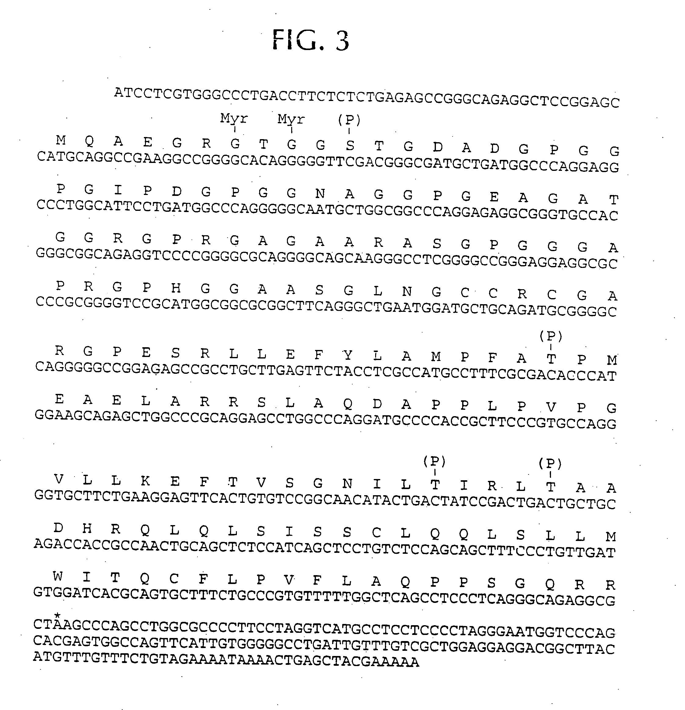 Isolated peptides corresponding to amino acid requirements of NY-ESO-1, which bind to MHC Class I and MHC Class II molecules, and uses thereof