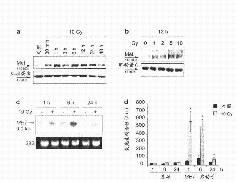 MET inhibitors for enhancing radiotherapy efficacy