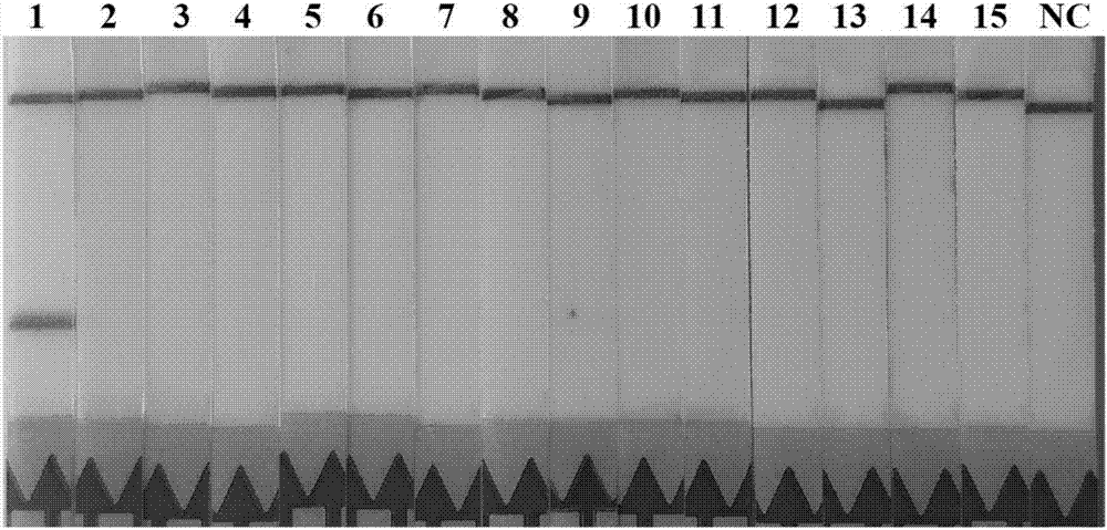 Rapid detection method for trichina nucleic acid and rapid detection kit thereof