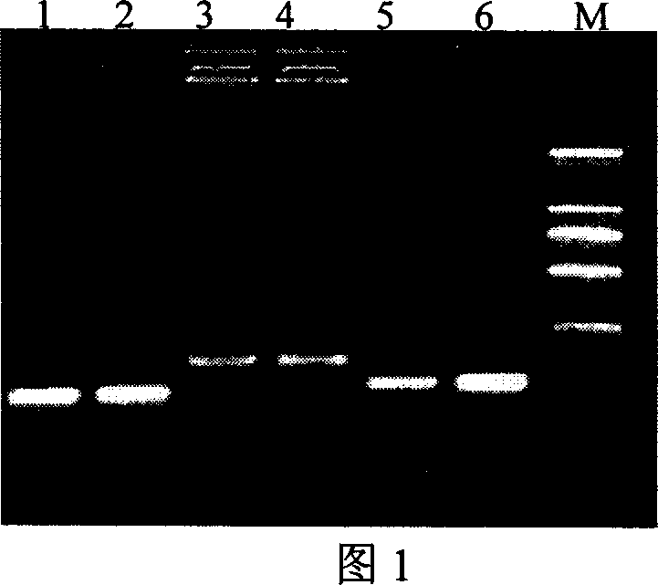 Fluorescent quantitative PCR detecting method for hepatitis B virus and special reagent kit