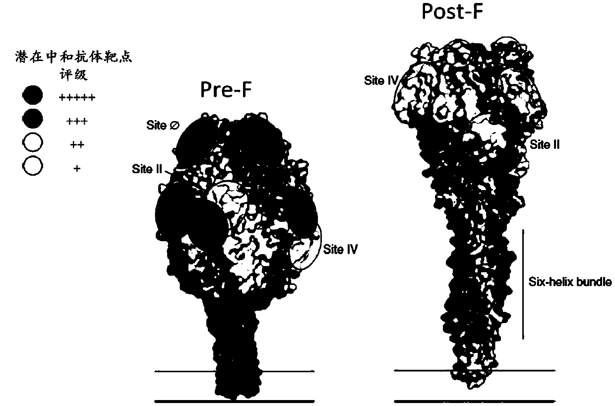 Method of inactivating and preserving respiratory syncytial virus (RSV)