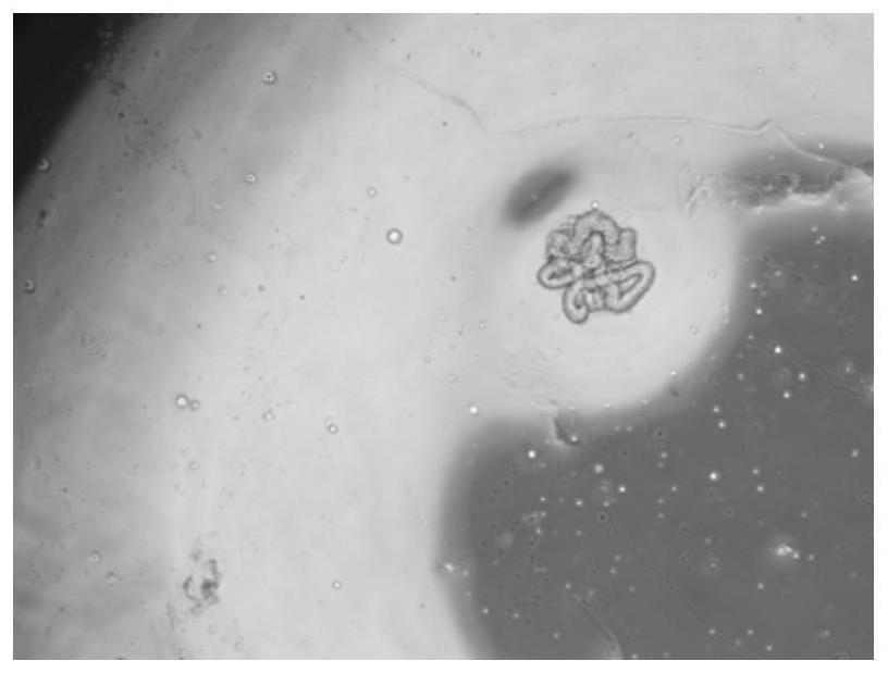 Primary sweat gland cell in-vitro separation method