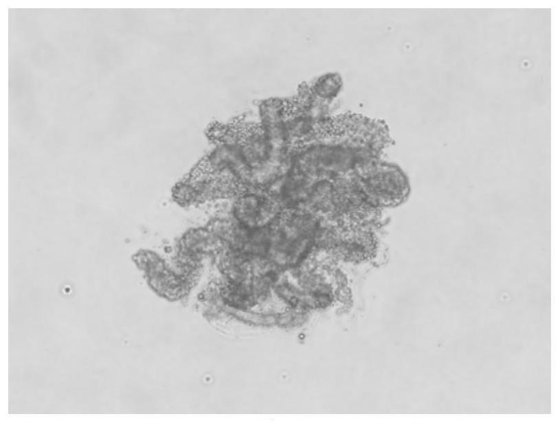 Primary sweat gland cell in-vitro separation method