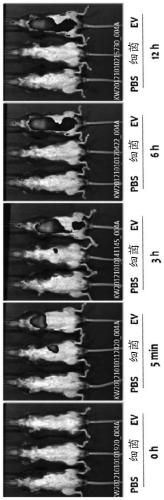 Nanovesicles derived from faecalibacterium prausnitzii, and uses thereof