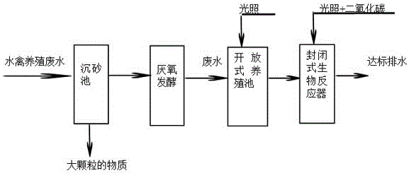 Method for treating waste water of aquatic bird cultivation through utilizing microalgae