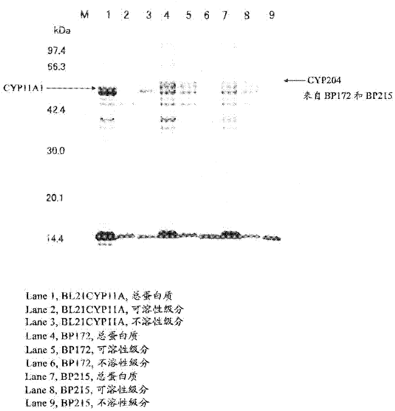 Enzyme protein for cutting sterol side chain and its application