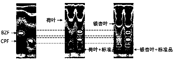 Adulteration detection method to fibrates lipid-lowering chemicals of tea by high-performance thin-layer chromatograph(HPTLC)-bioluminescent method