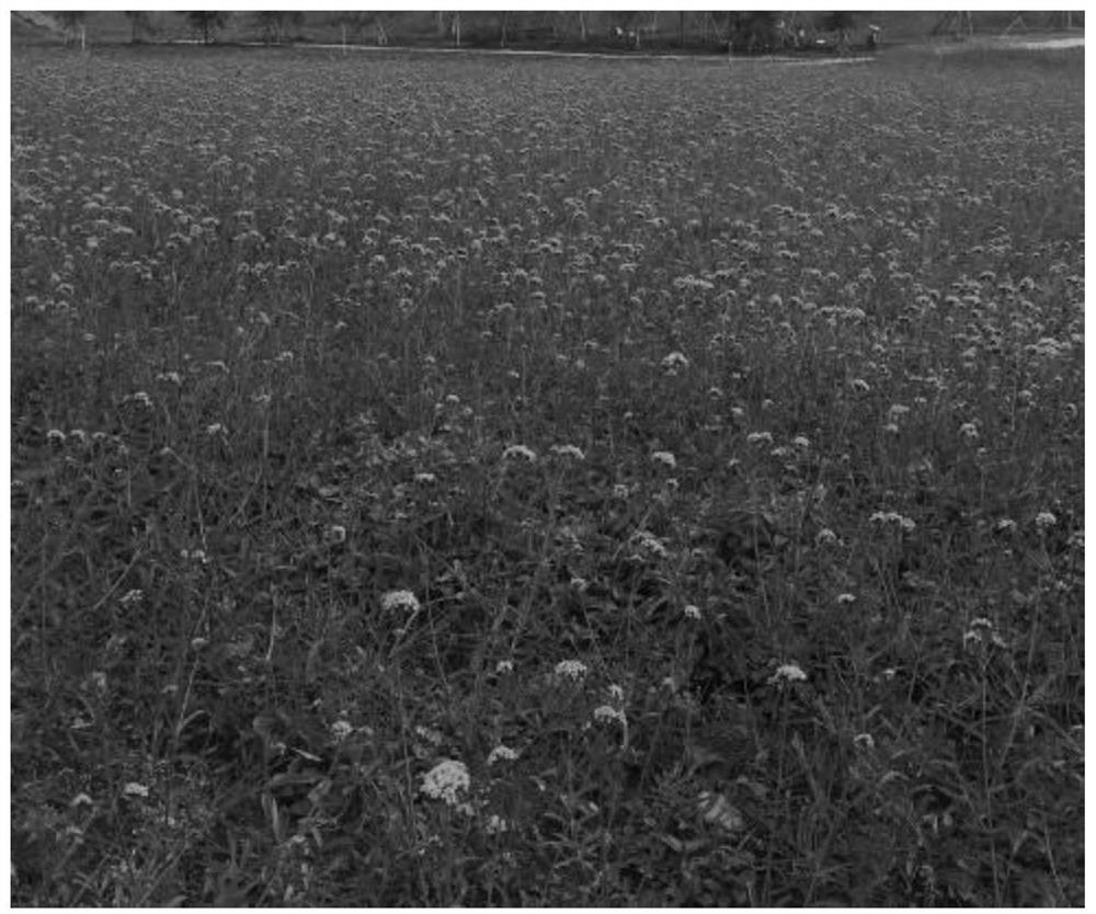 A method for controlling the secondary flowering of Willow Verbena