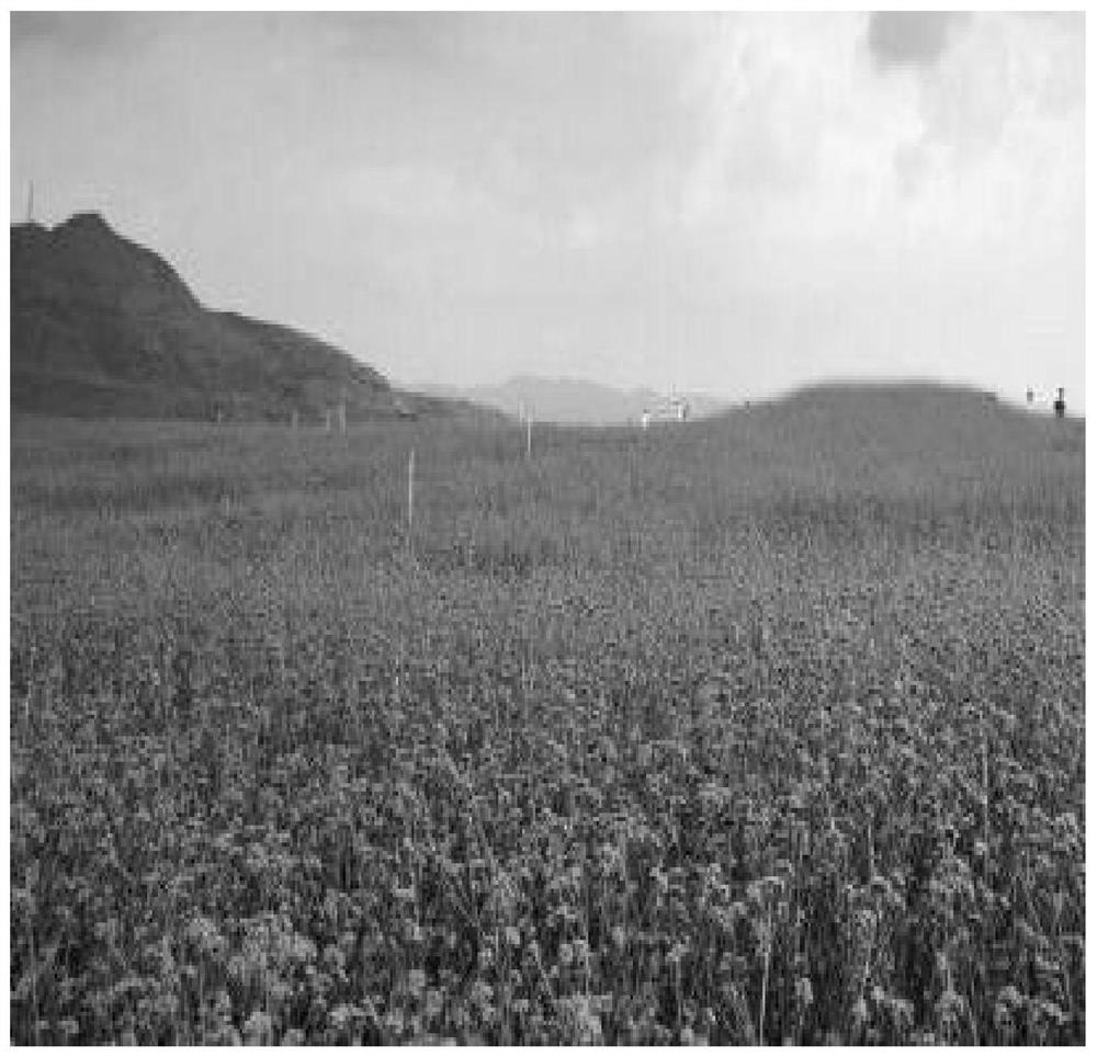 A method for controlling the secondary flowering of Willow Verbena