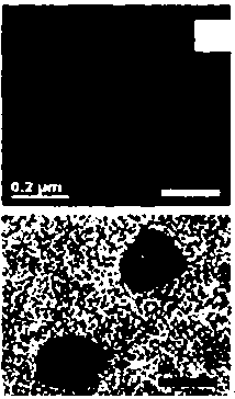 Preparation method of exosomes of deer placenta and application