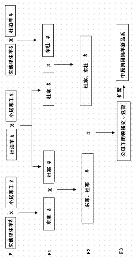 Cultivation method for central plain table purpose mutton new strain