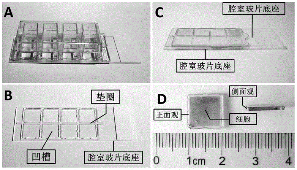 Positioning ultrathin slice method for pathologic cell infected with virus