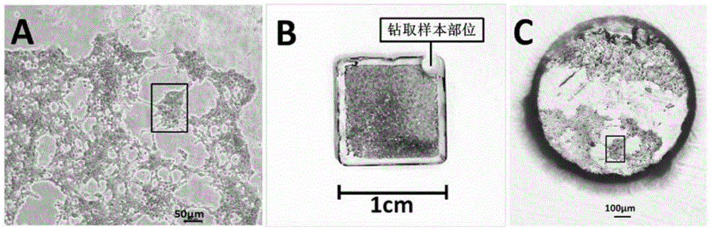 Positioning ultrathin slice method for pathologic cell infected with virus