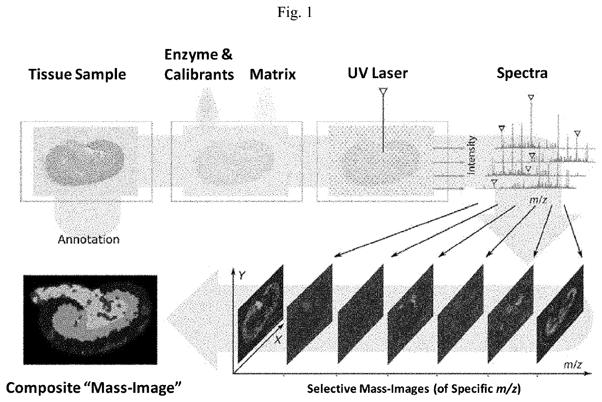 Photocleavable mass-tags for multiplexed mass spectrometric imaging of tissues using biomolecular probes