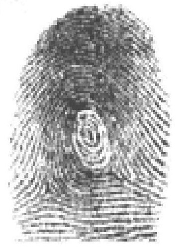 Latent fingerprint developing agent and preparation method thereof